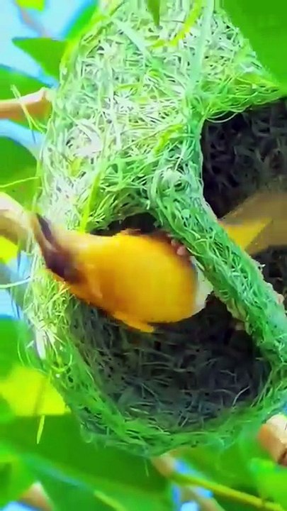 Build her nest for kids