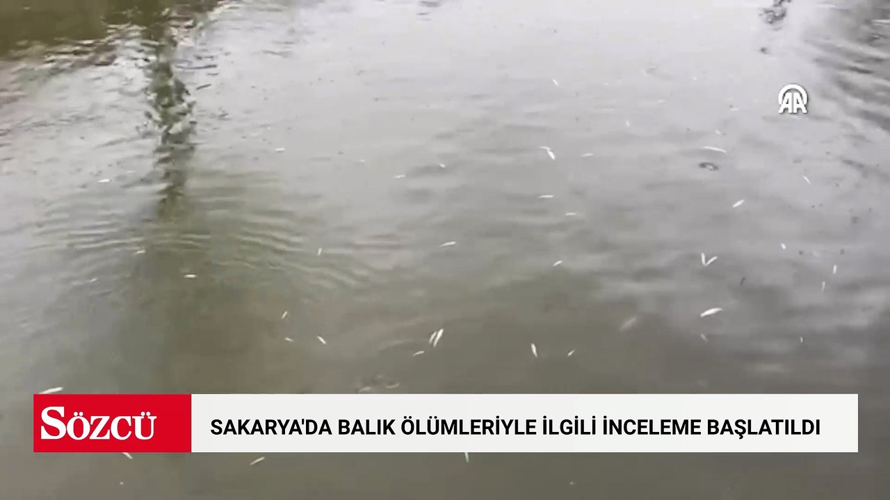 Sakarya'da balık ölümleriyle ilgili inceleme başlatıldı