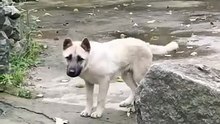 Anjing lucu banget