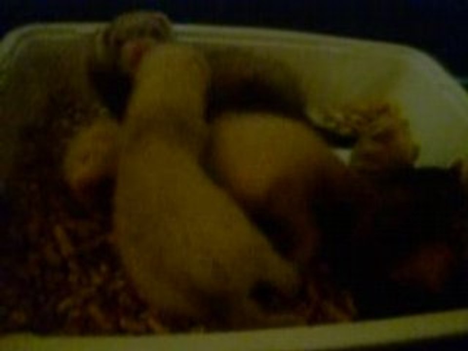 les furetons se battes