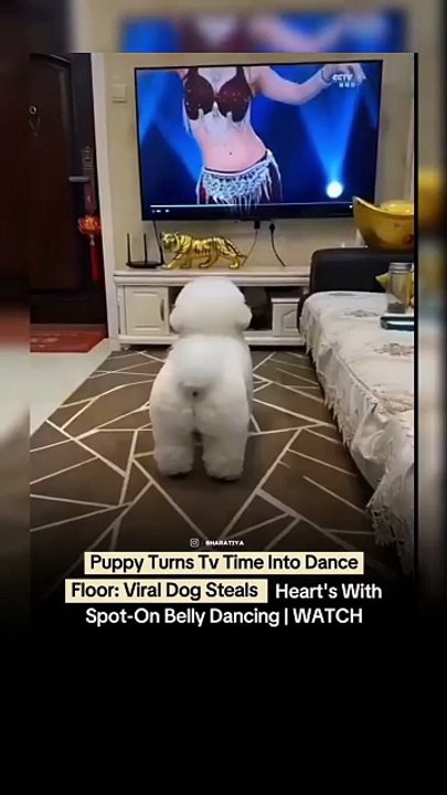 Belly Dancer Dog | #funnyshorts #viralshorts #viralreels