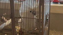 Cockatoo brings full Coachella vibes while grooving inside its small cozy cage