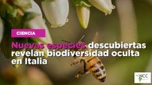 Nuevas especies descubiertas revelan biodiversidad oculta en Italia