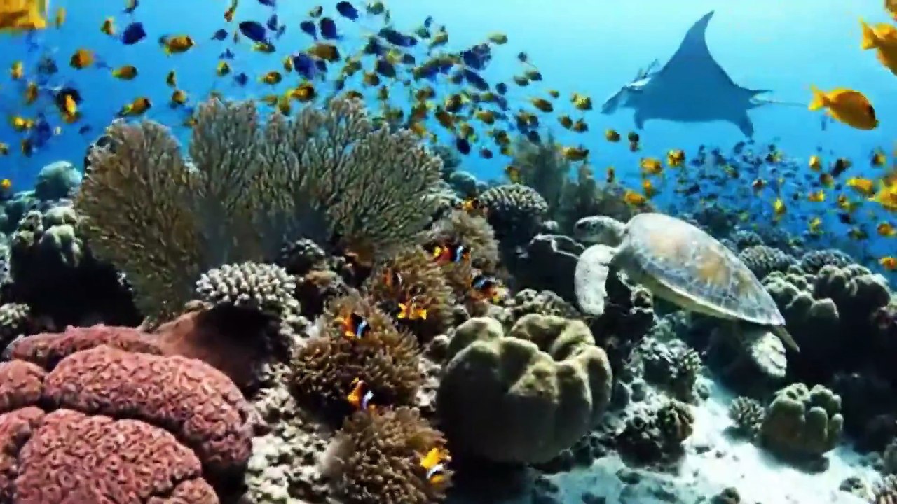 OCEAN ESCAPE