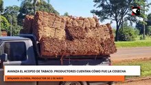 AVANZA EL ACOPIO DE TABACO PRODUCTORES CUENTAN CÓMO FUE LA COSECHA
