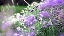 Verbena bonariensis flowers