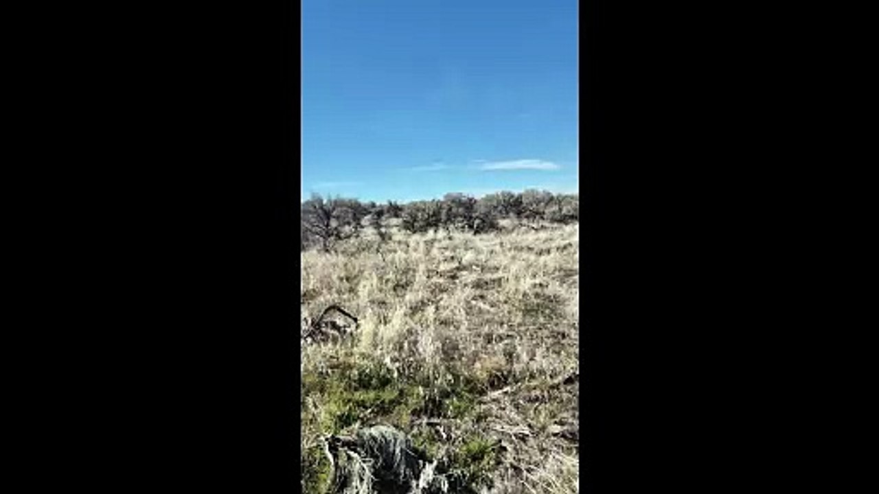 Willow points Pheasants