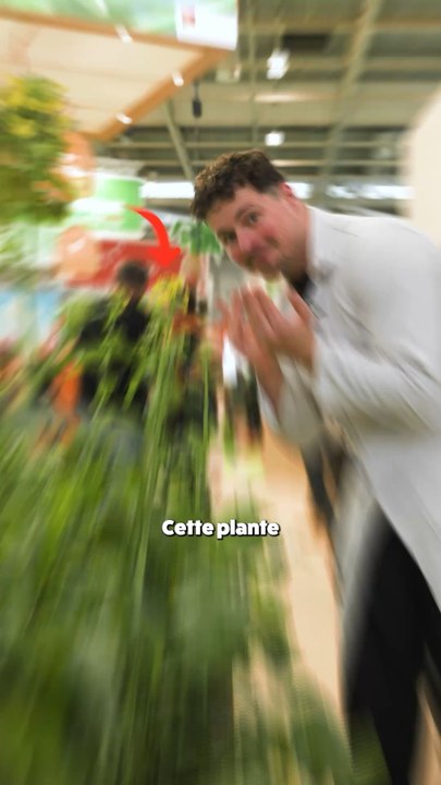 Comment cette fleur peut avoir autant d’usage ?