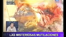 Las misteriosas mutilaciones de las vacas en La Pampa - Memoria (Canal 9, 18/06/02)