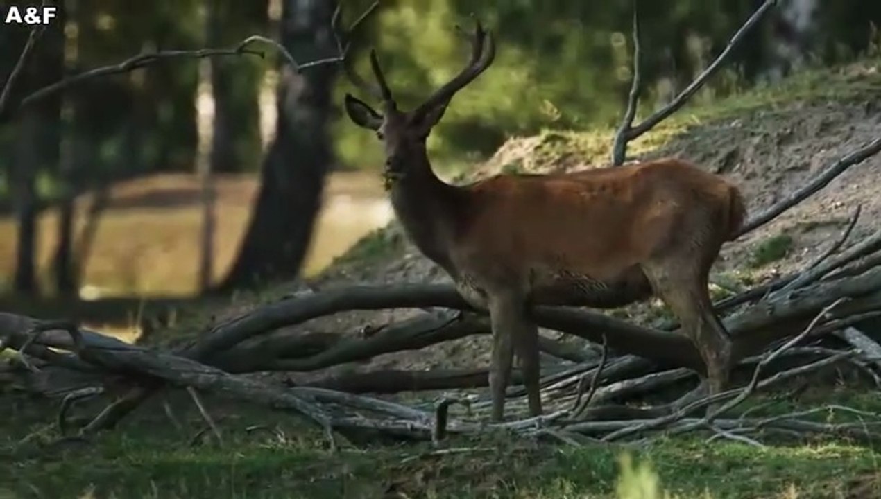 Der Ranger -05- Junge Liebe