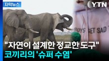 [자막뉴스] "고양이보다 더 예민"...코끼리 '슈퍼 수염'의 비밀 / YTN