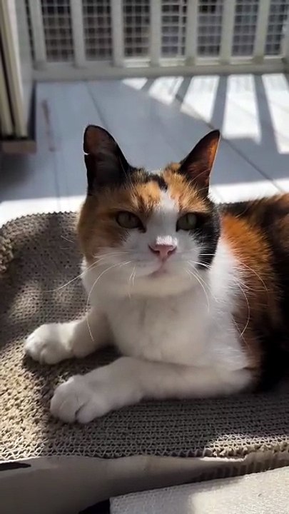 A Cute Kitten Sitting Happily in the Warm Sunshine.” ☀️🐾😺