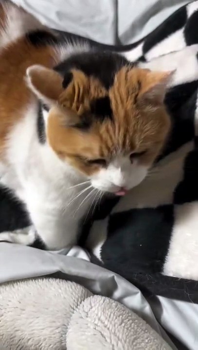 A Cute Cat Sitting and Meowing Softly.” 🐾😺