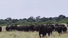 It turns out that lions have fear