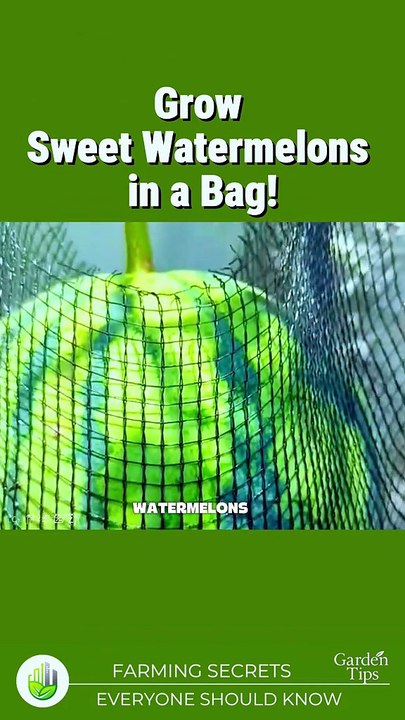 Watermilon growing tips