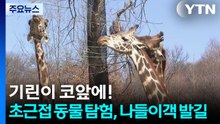 기린이 코앞에!...초근접 동물 탐험, 나들이객 발길 / YTN