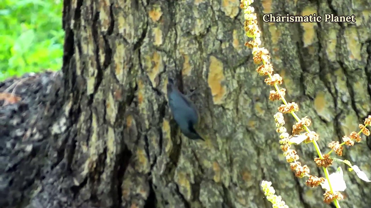 Eurasian nuthatch in Kumrat Valley