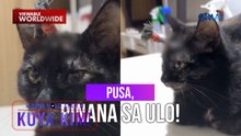 Pusa, walang kaawa-awang pinana sa ulo! | Dami Mong Alam, Kuya Kim!