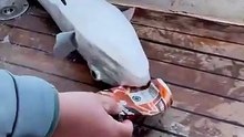 video,viral