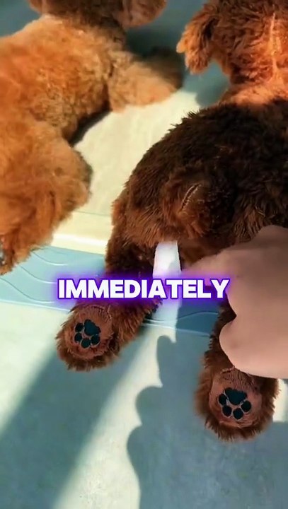 Which one is the real puppy?