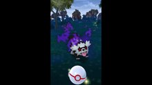 Pokémon GO-Shadow Galarian Zigzagoon