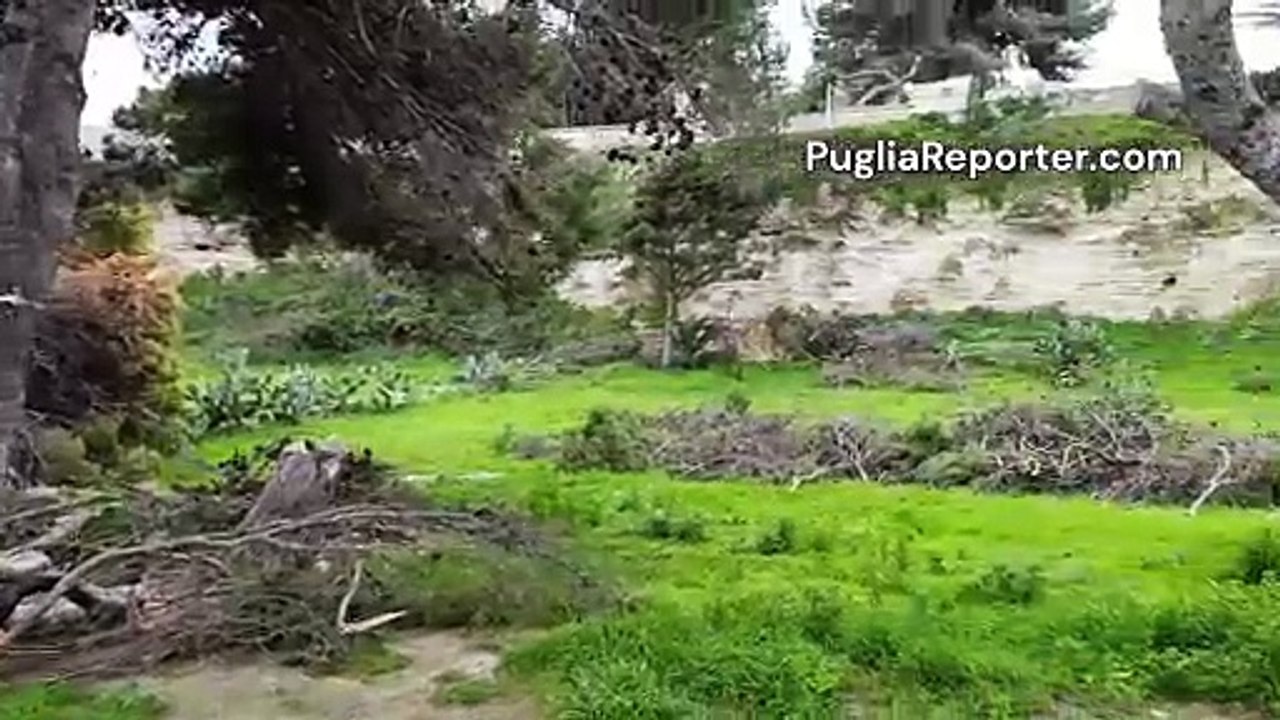 Tra Trani e Bisceglie grosso albero precipita sulla costa in località "Le Conche"