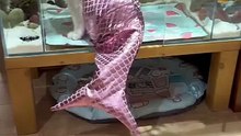 My family owns a Mermaid Cat :)))