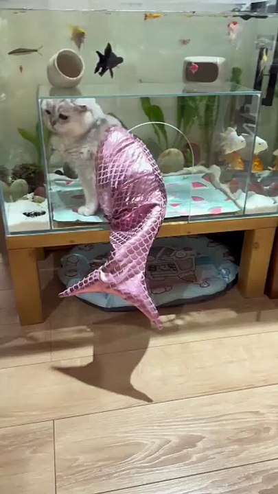 My family owns a Mermaid Cat :)))