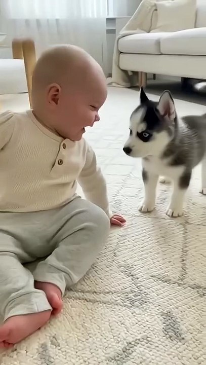 Baby's contagious laugh after meeting his new husky friend! 😂🐾