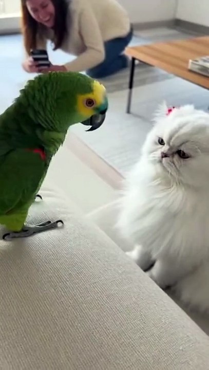 6.9M views · 210K reactions   She is adorable   Parrot With Attitude