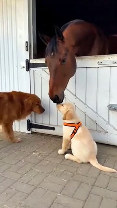 Horse and Dogs Affection #horse #dog #kingdomofawais