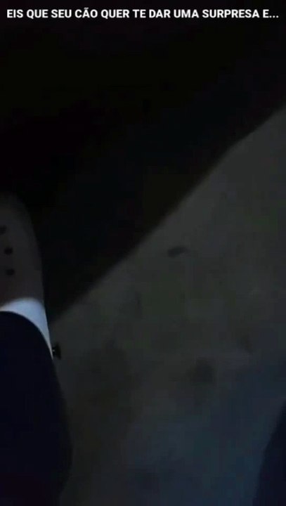 DikLoko em... Cachorro Dormindo