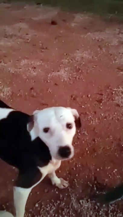 DikLoko em... Ração para cachorro