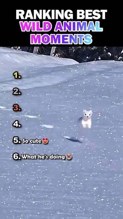 Funny video