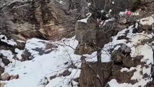 Aç kalan tilki kar altında yiyecek aradı!