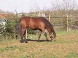 Cheval à vendre - Lusitanien entier 3 ans bai