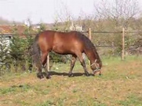 Cheval à vendre - Lusitanien entier 3 ans bai