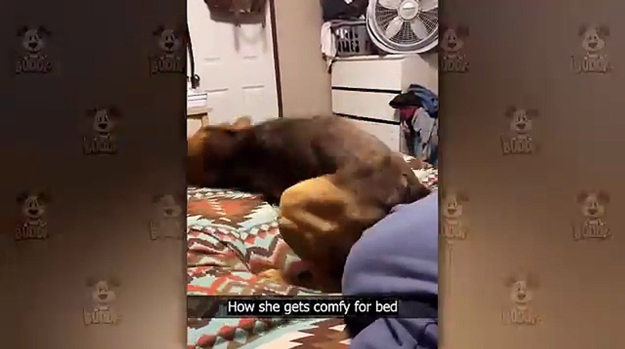Funny Animal Videos 2026 Part 16