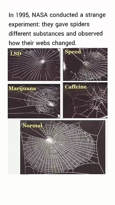 In 1995, NASA conducted a strange experiment with spiders.