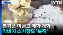 봄기운 머금고 매화 개화...막바지 스키장도 '북적' / YTN