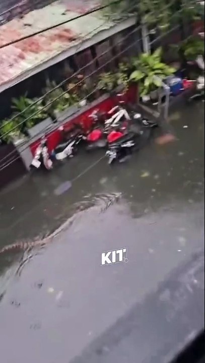 Python taking a swim😂