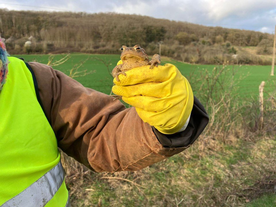 Sur cette route de l'Yonne, 6.000 crapauds ont été sauvés en un mois !