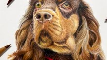 Dessin réaliste d'un chien aux crayons de couleur