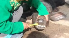 Cute Child Brushing Buffalo Calf Teeth | Funny Farm Animals Video