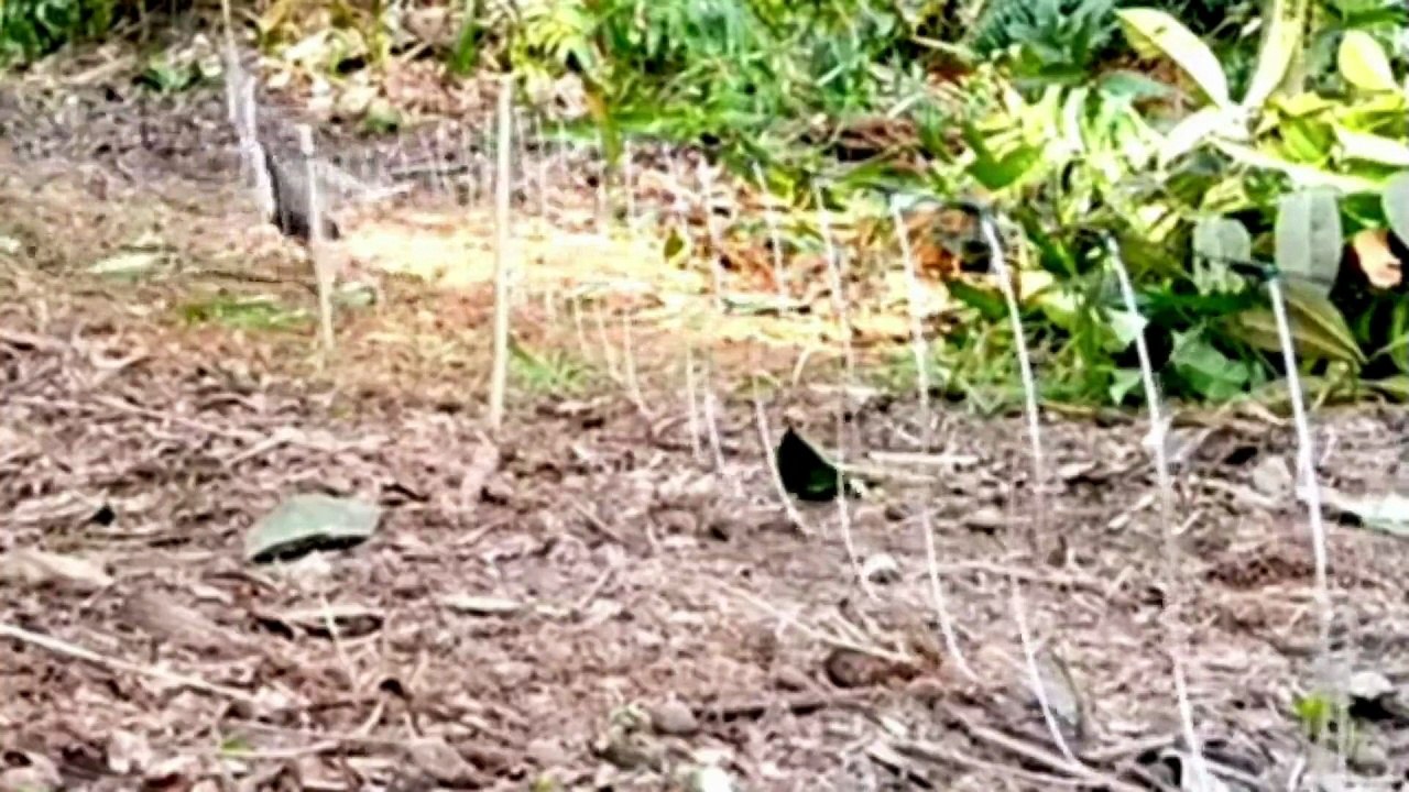 WATERHEN IN JUNGLE