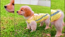 Warning: These Will Make You Smile Instantly 🐶✨