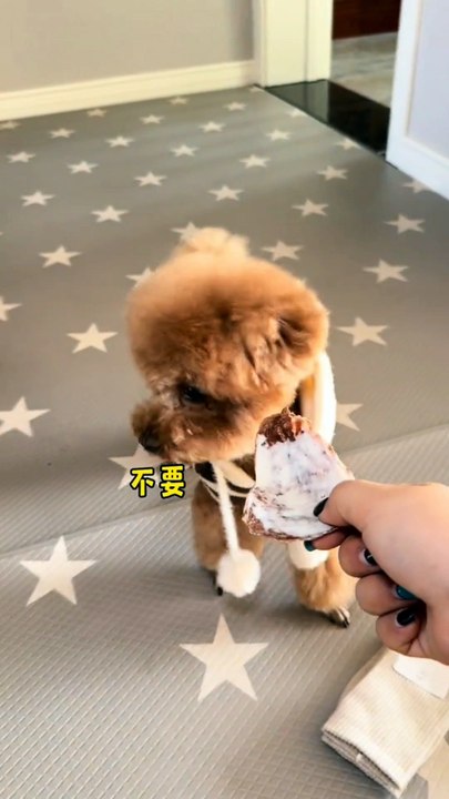 Warning: These Will Make You Smile Instantly 🐶✨