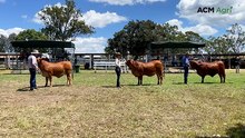 Watch judges pick the female champion at Droughtmaster Futurity