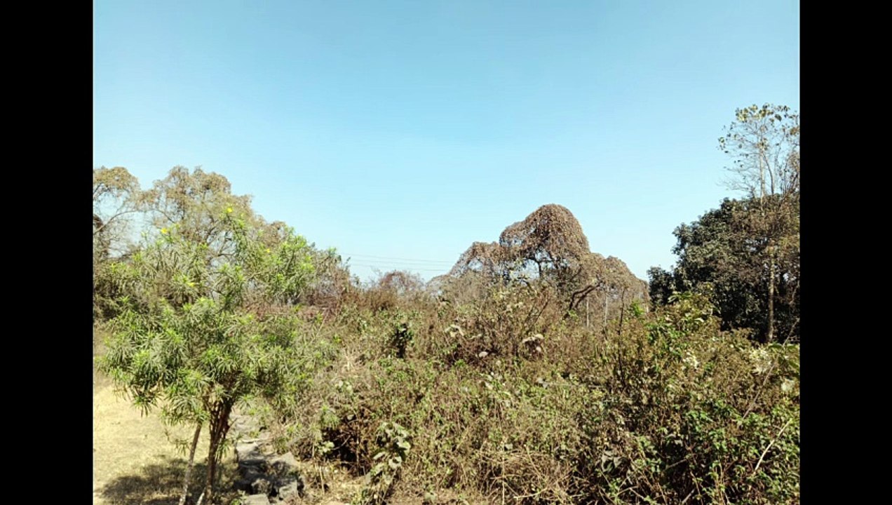 Natural Beauty Of Nature