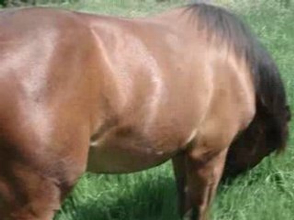 chevaux